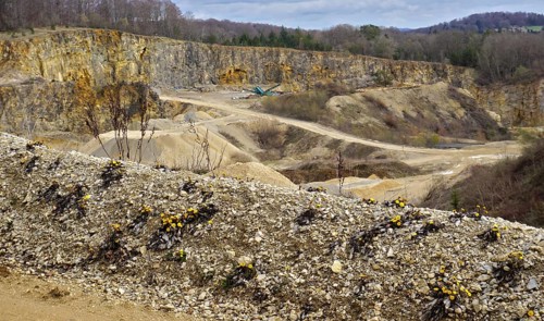 Coltsfoot on the edge of a quarry, Coltsfoot on the edge of a quarry