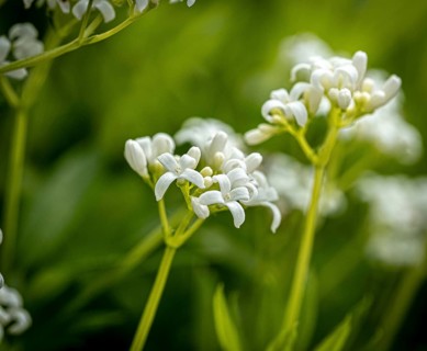 Woodruff (galium odoratum
