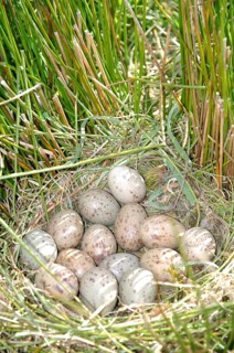 Eggs laid by a swamphen or Pukeko (Porphryio porphyrio), West Coast, South Island, New Zealand,