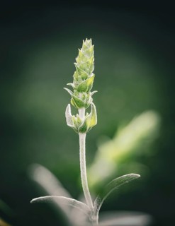 Greek mountain tea (sideritis scardica)