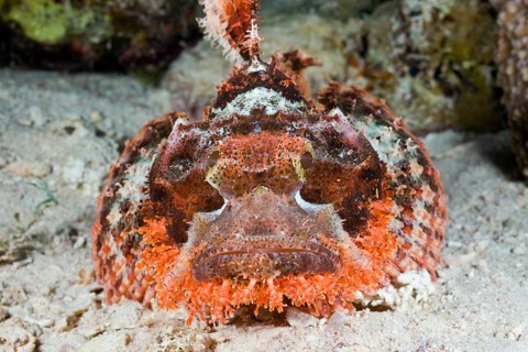 Tassled Scorpionfish, Scorpaenopsis oxycephalus, Nuweiba, Sinai, Red Sea, Egypt, Africa