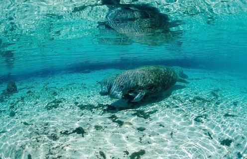 Round-tailed manatee, mother and calf, Trichechus manatus latirostris, USA, Florida, FL, Crystal