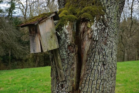 Vogel-Nistkasten, alt und beschädigt, an einem pear tree auf der Streuobstwiese, Bird nesting box,