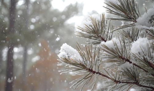 Wintery pine needles, white snow dusting AI generated