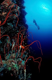Diver and red whip coral, Juncella sp., Sudan, Africa, Red Sea, Africa