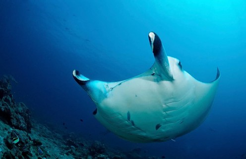 Manta, Manta Birostris, Maldives, Indian Ocean, Meemu Atoll, Asia