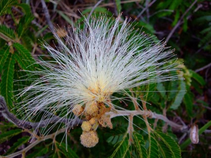 Bushy plant