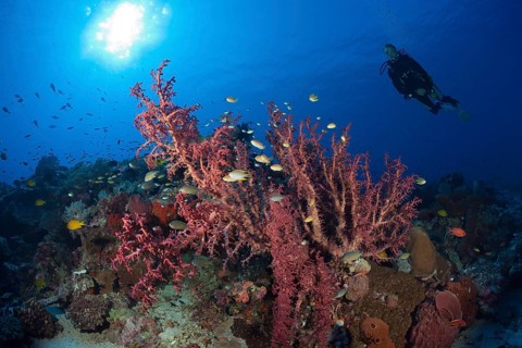 Soft coral on the reef, Siphonogorgia godeffroyi, Kai Islands, Moluccas, Indonesia, Asia
