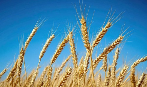 Close-up of ripe wheat stalks, golden ears, clear sky AI generated