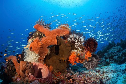 Various sponges on the reef, Kai Islands, Moluccas, Indonesia, Asia