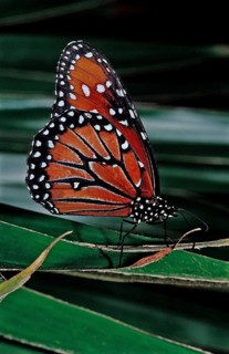 Monarch butterfly, Danaus eresimus, Brazil, South America