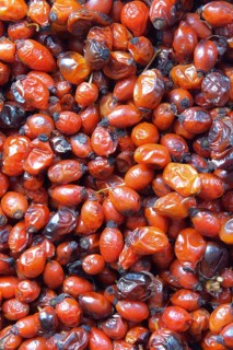 Dried medicinal rose hips, red berries of the wild rose useful