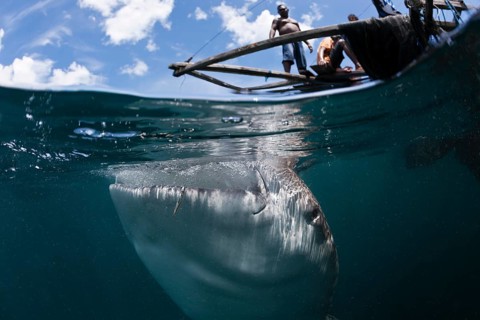Fishermen feeding whale sharks, Rhincodon typus, Triton Bay, West Papua, Indonesia, Asia