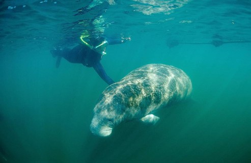 Round-tailed manatee and snorkeller, Trichechus manatus latirostris, USA, Florida, FL, Crystal