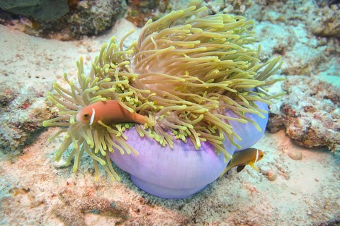 Pink skunk clownfish, The Maldives