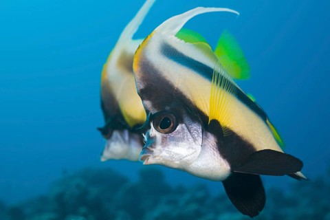 Red Sea bannerfish, Heniochus intermedius, Safaga, Red Sea, Egypt, Africa