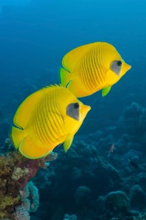 Masked butterflyfish, Chaetodon semilarvatus, Nuweiba, Sinai, Red Sea, Egypt, Africa