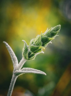 Greek mountain tea (sideritis scardica)