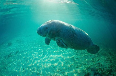 Round-tailed manatee, Trichechus manatus latirostris, USA, Florida, FL, Crystal River, North