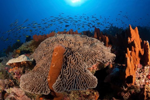 Coral reef with lettuce coral, Pectinia lactuca, Kai Islands, Moluccas, Indonesia, Asia