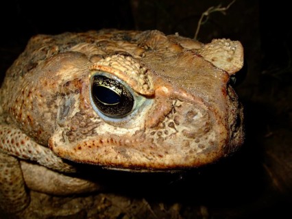 Toad