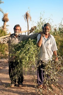 Persian farmers in garmeh oasis near yazd in iran