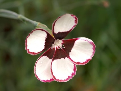 Carnation