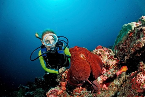 Octopus, Tag octopus and diver, Octopus cyanea, Maldives, Indian Ocean, Meemu Atoll, Asia