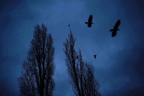 Germany, Berlin, 10.12.2023, crows over the poplars of Maurerpark, grey sky, Europe