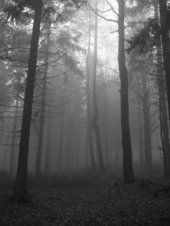 Cloud forest, black and white