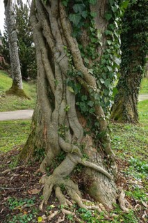 Ivy (Hedera helix) entwines its roots around a sycamore maple (Acer pseudoplatanus), Ivy (Hedera