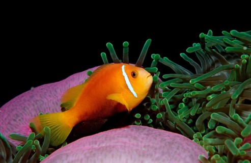 Maldives anemonefish, endemic, Amphiprion nigripes, Maldives, Indian Ocean, Meemu Atoll, Asia