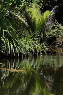 Young Nikau palms growing in wetlands near Punakaiki, Westland, New Zealand, Oceania