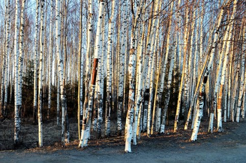 Trunks of birch trees in spring grove