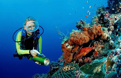 Diver on coral reef with jewelled perch, Cephalopholis miniata, Maldives, Indian Ocean, Meemu