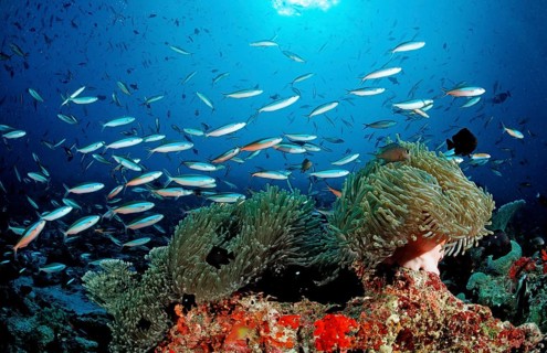 Neon fusiliers and magnificent anemones, Pterocaesio tile, Heteractis magnifica, Maldives, Indian