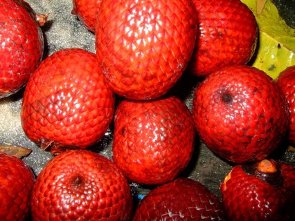 Red palm fruits