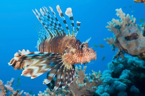Lionfish, Pterois volitans, Daedalus Reef, Red Sea, Egypt, Africa