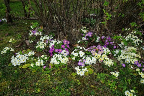 Garden primroses, various colours, Primula, primrose