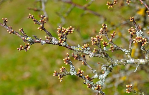 Blackthorn, Prunus spinosa, blackthorn, Buds in spring just in front of flowering, Buds in spring