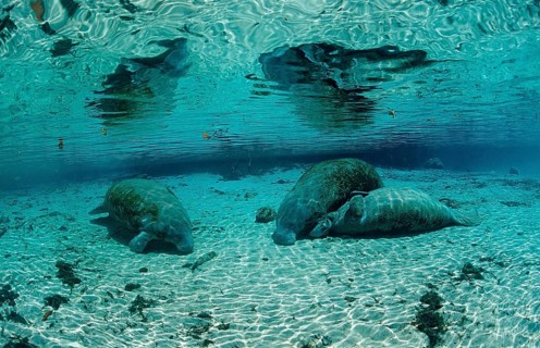 Round-tailed manatee, mother and calf, Trichechus manatus latirostris, USA, Florida, FL, Crystal