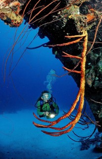 Diver at the Hilma Hooker shipwreck, Netherlands Antilles, Bonaire, Caribbean, Caribbean Sea