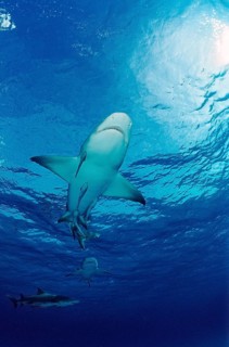 Lemon Shark, Negaprion brevirostris, Bahamas, Grand Bahama Island, Atlantic Ocean, Central America