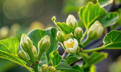Fig tree blossoms and young figs, close-up AI generated