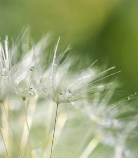 Seeds of the dandelion