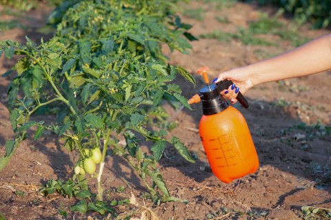 Spraying of tomato bushes. Protecting tomato plants from fungal disease or vermin with pressure