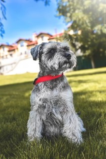Portrait of a beautiful dog schnauzer sitting on the grass and looking into the distance in the