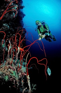 Diver and red whip coral, Juncella sp., Sudan, Africa, Red Sea, Africa