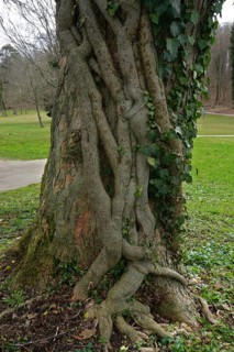 Ivy (Hedera helix) entwines its roots around a sycamore maple (Acer pseudoplatanus), Ivy (Hedera