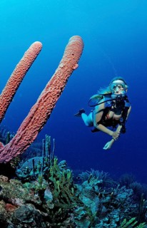 Diver and tube sponge, Aplysina archeri, Martinique, Lesser Antilles, Caribbean, Caribbean Sea,